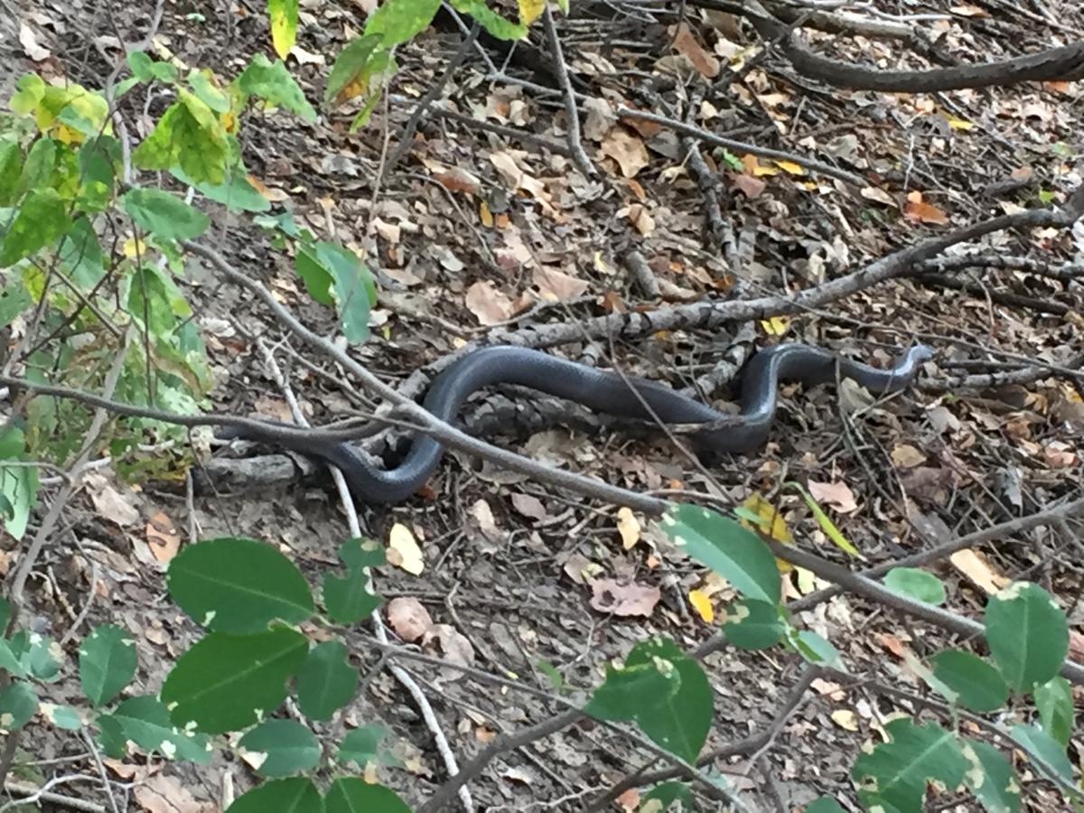 cobra preta 