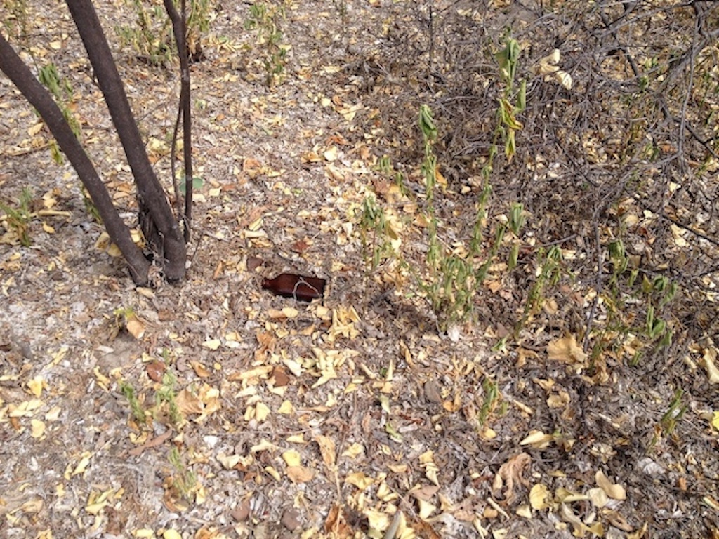 cacos no terreno