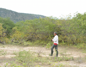 catalogando plantas